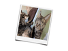 Load image into Gallery viewer, Huisdier portret kat